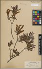Foto von Salix lapponum L. x Salix myrtilloides L.